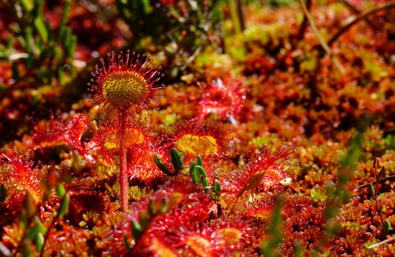 Enchanted herbs