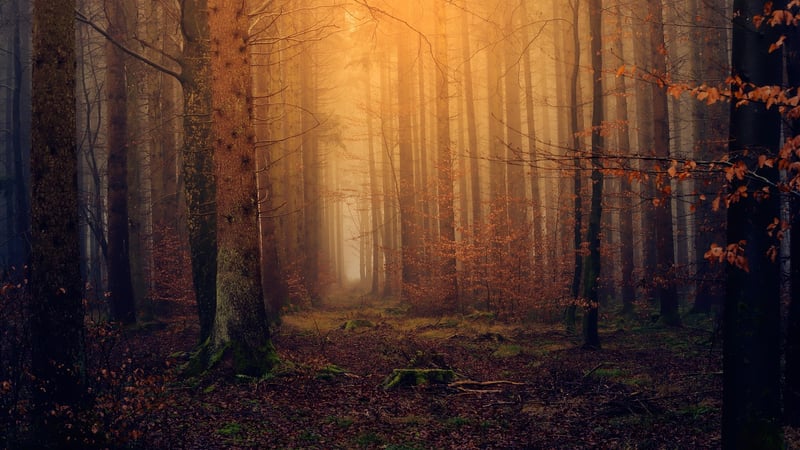 Enchanting projects